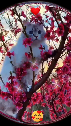 #سبحانك يا الله🥰💥🙏🌹