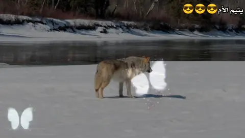 #اشعار عراقيه شعبيه حزينه#🙂‍↔️🙂‍↔️🙂‍↔️🙂‍↔️🙂‍↔️💔💔💔💔💔💔😴😴😴😴😴😴 🫵🫵🫵💖💖💖