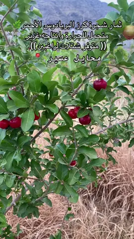 #اكسبلور #ترند #مالي_خلق_احط_هاشتاقات #الشعب_الصيني_ماله_حل😂😂 #اشجار #سدر #زراعة_النباتات #طبيعة 