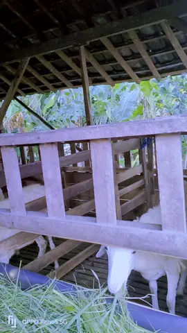 mbok Yo sabar#petenakmuda #bakulwedus #berkahmandirifarm #fyppppppppppppppppppppppp 