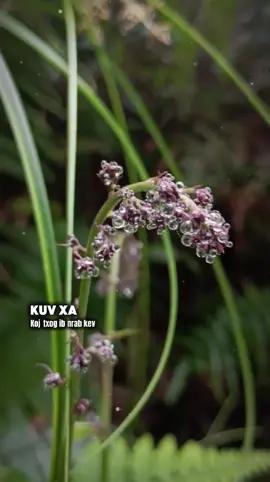 #CapCut Qauv Capcut - Kuv xa koj txog ib nrab kev.. (YTB: ib nrab kev - Kab lia vaj) #minnminhh #minlumi 