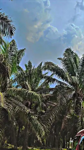 Aok anh Batur🤣#soundsasakviral #lombokvirall🌴🌴 #kulisawitmalaysia🌴🇲🇾🇮🇩 #fyppppppppppp 