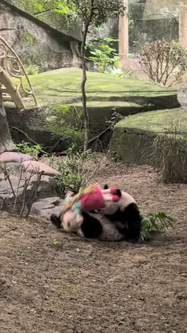大熊猫渝爱🐼 爱姐和它的阿贝贝玩嗨了，爱姐就是那么可爱满足 (借视频分享，谢谢)