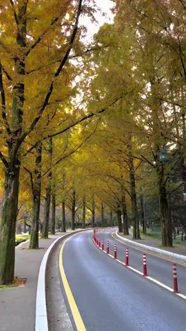 Gemosan view  #autumnvibes #musimgugur #koreaselatan #explorekorea #gumi 
