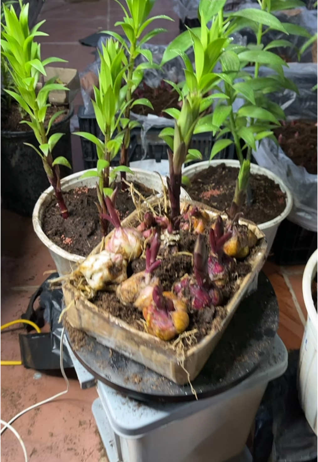 Củ giống hoa ly cao thơm với các mã khác nhau cho a/c lựa chọn, vào ngay giỏ hàng để nhận những voucher siêu hời #tet #hoatet #hoa 