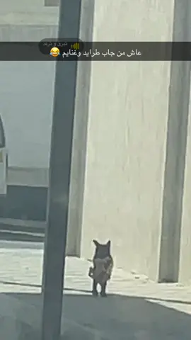 #explore #شعب_الصيني_ماله_حل😂😂 #اكسبلورexplore 