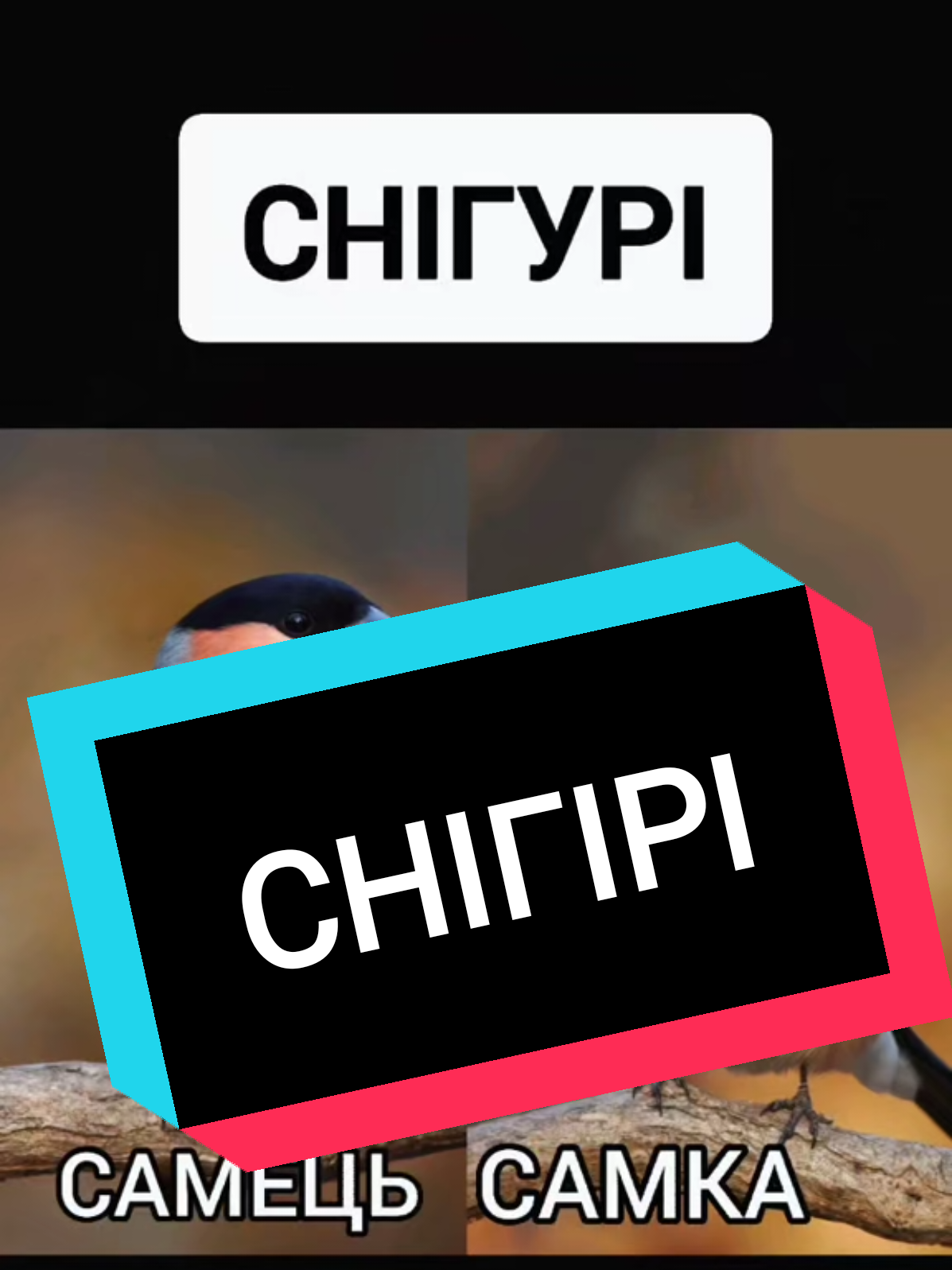 #цьогодня #fakesituation #снігурі 