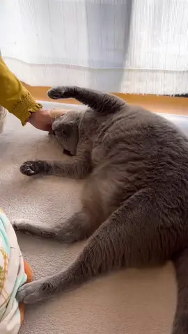 ばあちゃんとグレちゃんと秋の散歩道🍂 #グレーの猫  #きっとシャルトリュー #ハグ猫 #もふもふ #bigcat  #かわいいがとまらない