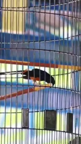 Aku udah yakin sama kamu, eh malah kamunya gak yakin sama aku🤣  #kicaumania #muraibatu #fyp #xhuong 