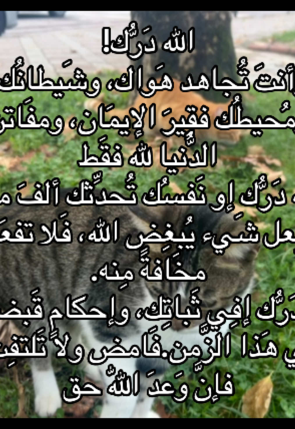 #صلوا_على_النبي #اذكروا_الله #تصويري_احترافي_الاجواء👌🏻🕊😴 #الشعب_الصيني_ماله_حل😂😂 #التوحيد_حق_اللّٰه_على_العبيد👆 