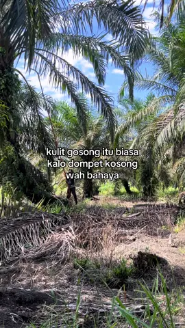 #sawitontiktok #sawitriau #petanisawit #fyp #katakata 