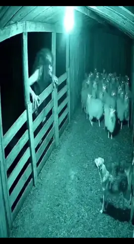 #are #scary #fy #cctv #skinwalker He wants to get in by any means necessary, but luckily he doesn't get in.