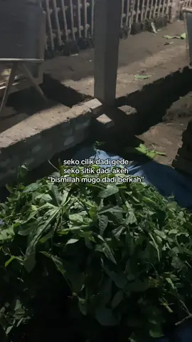 #pemulabarubelajar #promomakanharian #peternakmuda #mburiomahofficial #fypシ゚viral 