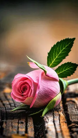 #creatorsearchinsights #لحمدلله_دائما_وابدا 