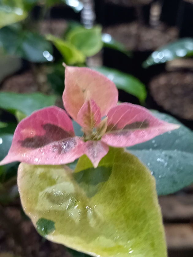 semangat bertani #pupuk #bibit #ori  #bougenville 