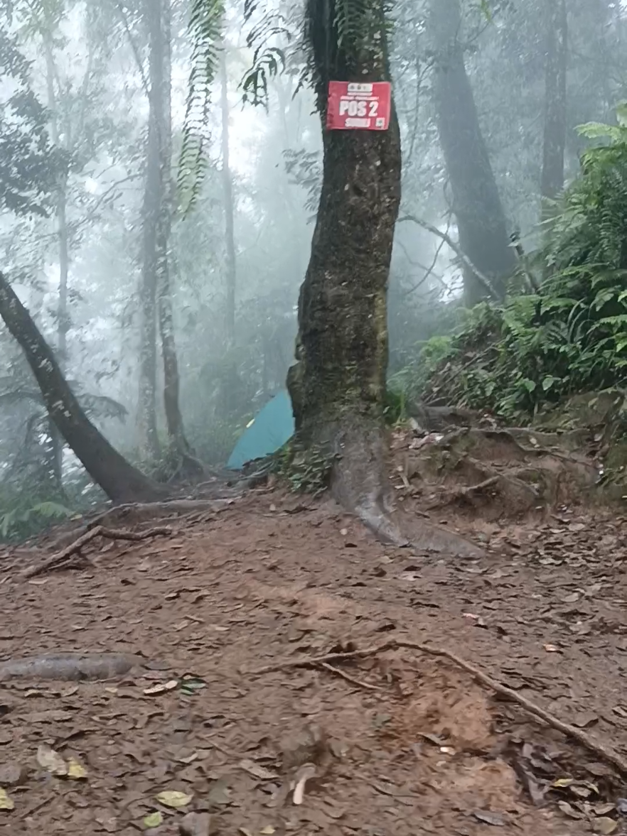 disini saja, sepi dan syahdu...#hutan #gunungsalak #salakviacimelati #pendakigunung #fyppppppppppppppppppppppp 