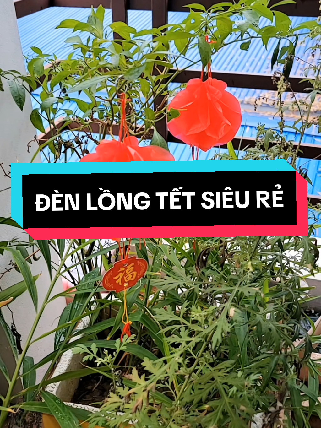 Treo cây ở sân là rưch rỡ cả vùng trời ngay. Cá bác thử xem