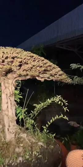 #tiktoklive #livehighlights 