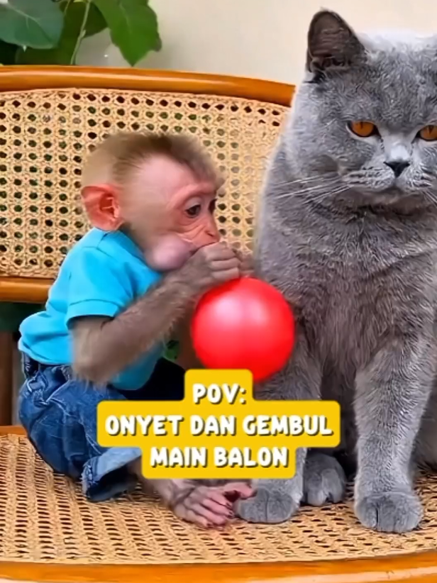 🐱: sial onyet bikin jantungan aja #catlovers #catlover #kucinglucu #monkeylover 