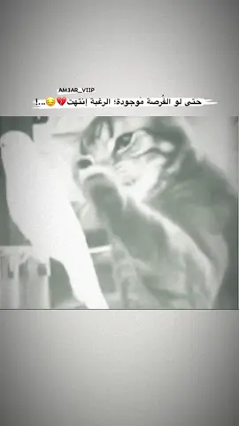 #حتى_استمر_وياكم_بالنشر #شعب_الصيني_ماله_حل