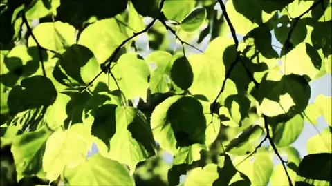 لقد كان لكم في رسول الله وصوت حسن#قران_كريم #fyp #foruyou #foryoupage #اللهم_صلي_على_نبينا_محمد 