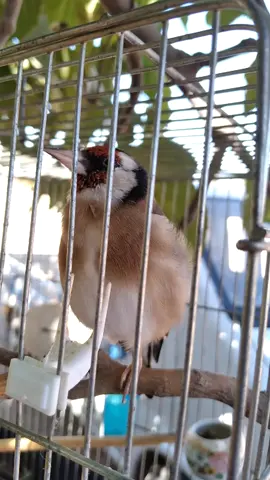 خلوي خارج من غيار الريش