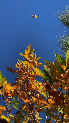 🤎🫠…#fypシ゚ #viral #tiktok #foryou #selwa🦋 