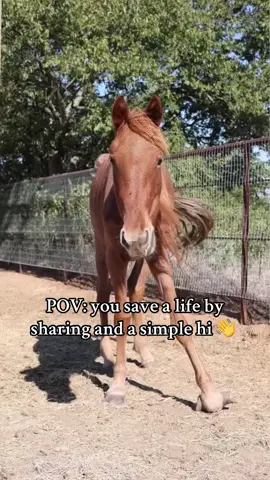 She cannot ship like this. She can't go on that trailer, already starved, weak with a bad leg. I can't stomach the thought of her on that trailer. Please help if you're able-they're sorting her group right now and w have to save her. Even if all we can do is give her a dignified ending, we will do that for her. I would be honored to help her pass with respect.#rescuehorses #rescueanimals #usa🇺🇸 #usa_tiktok #horserescue 