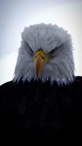 තමන්ගැන විශ්වාසය තියාගන්න 💯✌️life #life_lifters #sinhalaquotes #motivation #attitud #sigmarul 