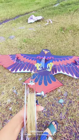 Đại bàng 3m #kitelover  #kite  #thadieu  #canhdieu 