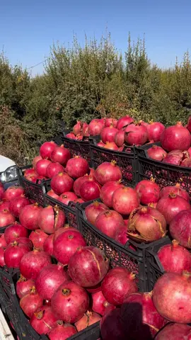 #سەیسایەق #عەلوەی_سلیمانی #پینجوینەکەم❤❤ #هەنا 