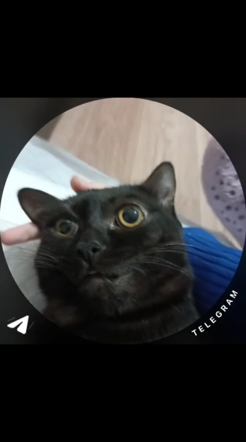 вот так мы отходим от наркоза #funnyvideo #kitty #thesuckingcat #fyp #cat 