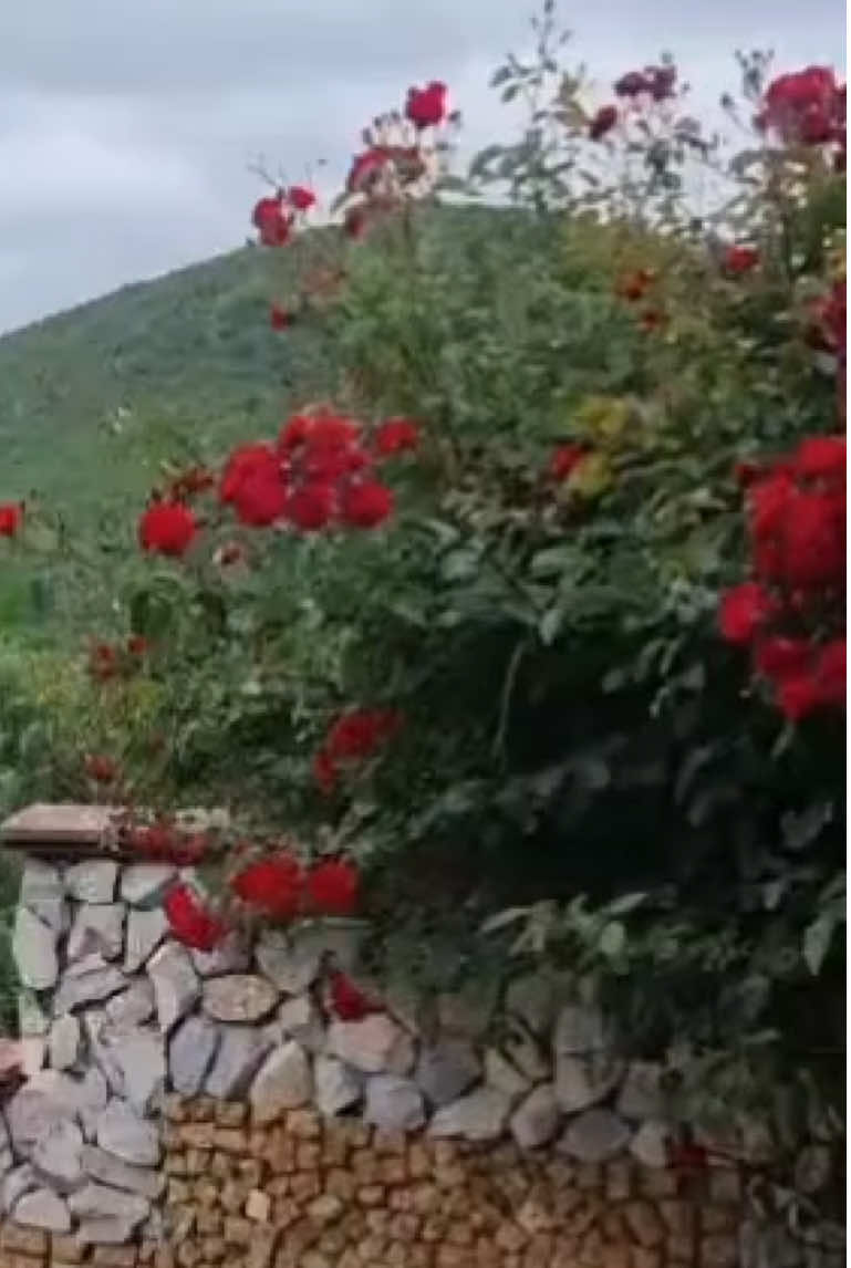 #lillysgarden1_official #Motivation #reflexion #oracion 