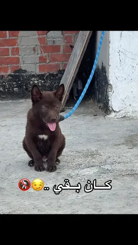 #الشعب_الصيني_ماله_حل😂😂 #كلاب_شرسة🐕💥 #طفره #كلاب_مالينو🔥❌ #bold #liver #f 