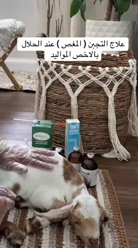 علاج التجبن عند الحلال وسبب التجبن هو انهم يشربون حليب وايد و الجو يكون حار #اللهم_صلي_على_نبينا_محمد #لاحول_ولا_قوة_الا_بالله_العلي_العظيم #❤️ #الامارات #السعودية 