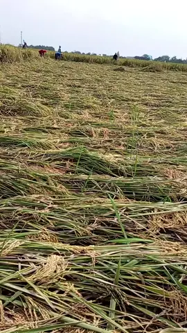 #fypシ゚  #sukanengah #22orang #satubau