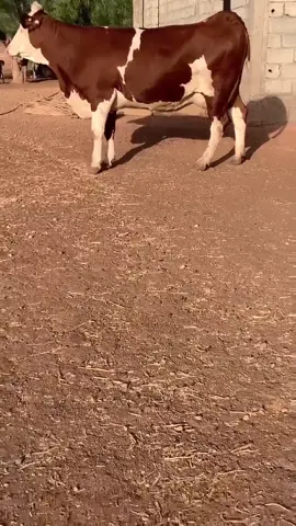 #ااجزائر🇩🇿_تونس🇹🇳_المغرب🇲🇦 