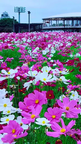 #秋のコスモス美しい景色  三重なばなの里#Beautiful  Scenery In Mie Japan 