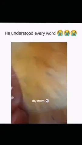 Funny and cute dogs compilation 🤣… #funnydog #funnypet #cutedog #dogsoftiktok #doglover 