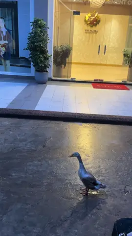 🦆😅កូនអុីសន្តិសុខ