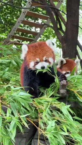 Cute red panda #redpanda #adorable #animals #zoo 