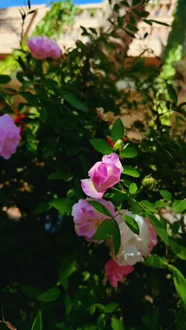 لوباقين غربه ولا لچمتك هاي💔