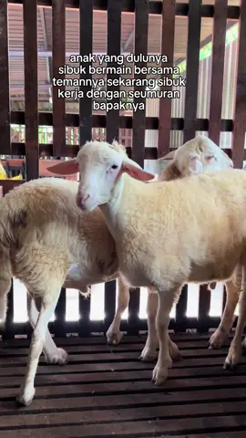 Di jual gibas laki2 semua umur 4-5 bulan an monggo satset#kambingetawakaligesing #fyp #peternakkambing #dimarfarm #dombatexel 