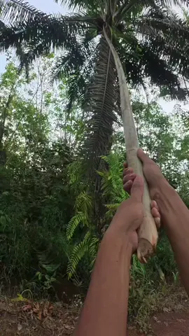 tiktok kon#fyp #klspalmking #sawitkalimantan 