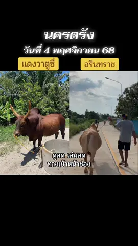 #วัวชนสด #วัวชนคนสวย #วัวชนคนสู้🐂 #วัวชนภาคใต้ #วัวชนสงขลา 