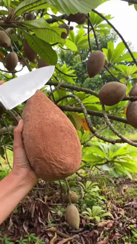 #relaxing #satisfying #asmr #fruits #viral 