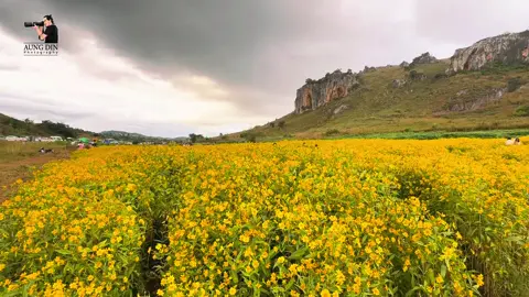 ဗျိုက်တောင်က အဝါရောင် ပန်းခင်းကြီး🫶 #foryou #fyp  #baganaungdin 