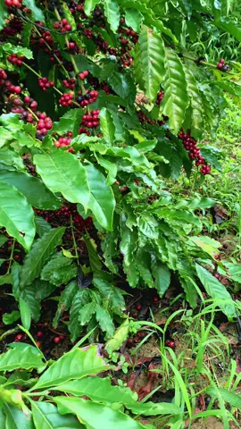 Sau những ngày mưa ra vườn toàn thấy cf cười đểu mình thôi#caphe 