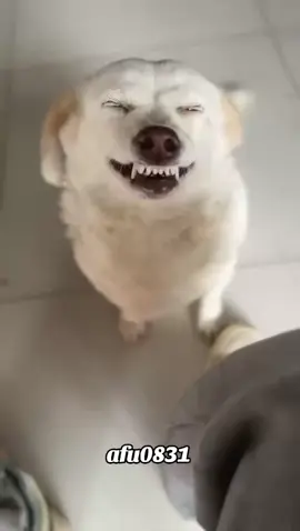 #粉丝一千万 #dog #funny #foryou #fyp 