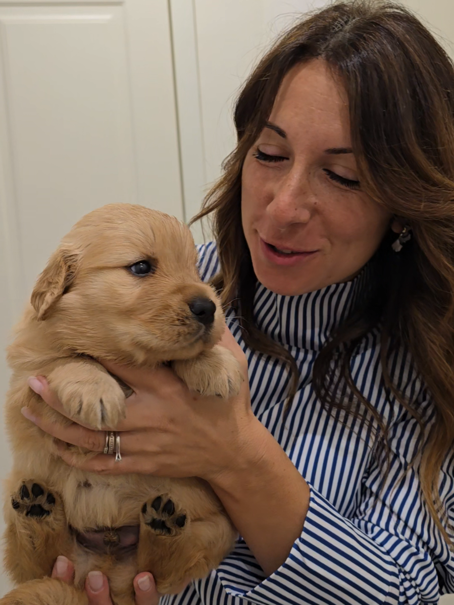 Quesito:che età ha secondo voi questa polpetta? #goldenretrieverlove #goldenretriever #dogsofinstagram #goldenretrieverlife #cuccioli 